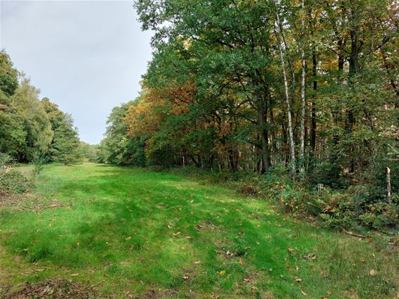 Natuurherstelproject in het Hobos - Pelt