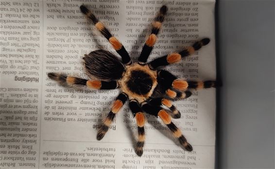 Oudsbergen - Natuurhulpcentrum ontvangt drie opvallende dieren