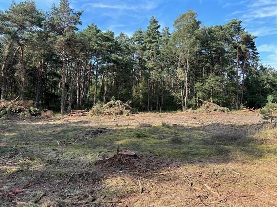 Natuurpunt aan het werk in het Kolisbos - Pelt