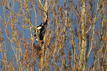 Nestje bouwen - Beringen & Leopoldsburg
