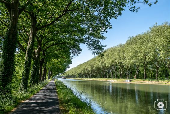 Pelt - Nieuw bomenplan versterkt Pelts groenbeleid