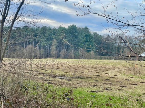 Nieuw bos in Tervant - Beringen