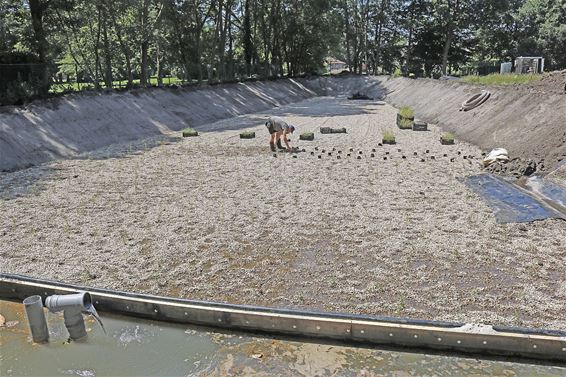 Nieuw rietveld zuivert water Warmbeek - Pelt