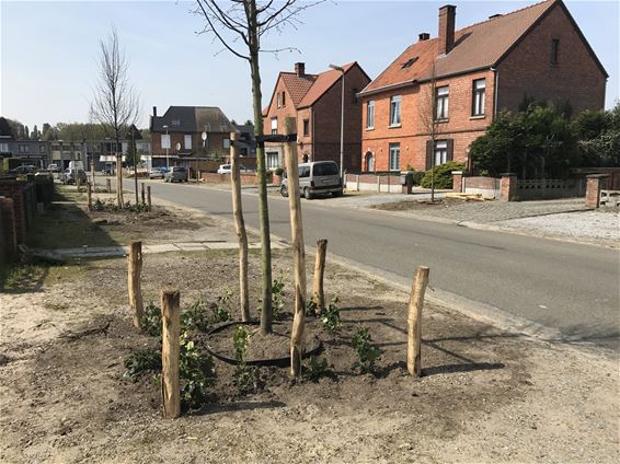 Nieuwe bomen in Louis Sauvestrelaan - Beringen