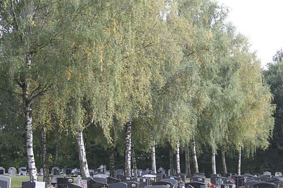 Nieuwe bomen voor begraafplaats - Overpelt