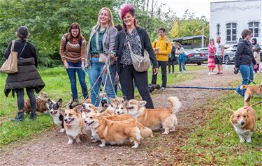 Nieuwe editie van 'Dag van de hond' in Koersel - Beringen