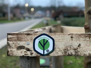 Leopoldsburg - Nieuwe klimaatbomen