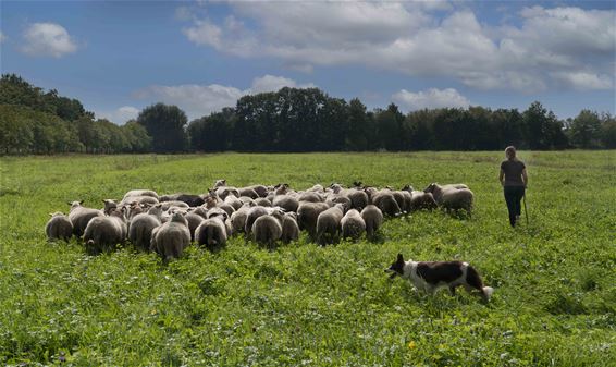 Nieuwe schapen in de Wateringen - Lommel