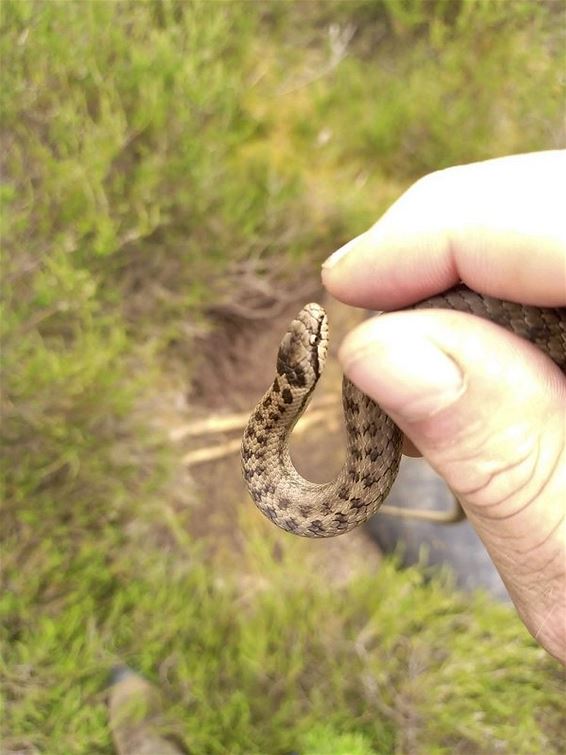 Nieuwe slangenvondsten in het Pijnven - Hechtel-Eksel