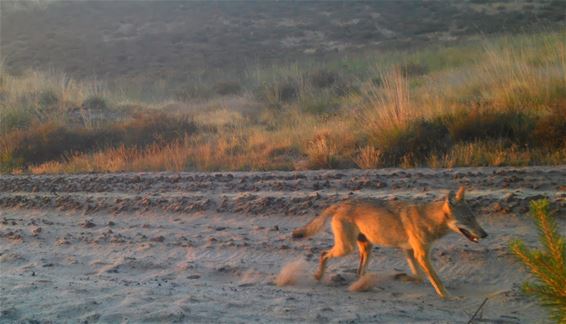 Hechtel-Eksel - Nieuwe wolf gespot in Nationaal Park Bosland