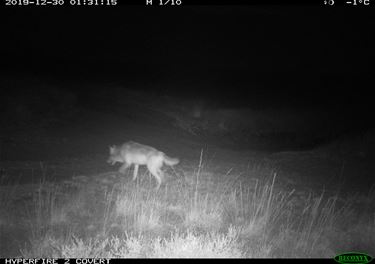 Nieuwe wolf in de buurt van August - Beringen