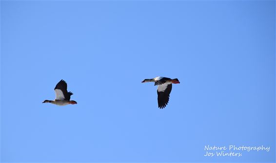 Nijlganzen boven de Dommel - Peer