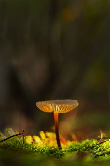 Nog bewoonde paddenstoelen? - Lommel