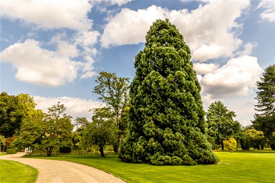 Nog een mammoetboom in Lommel - Lommel