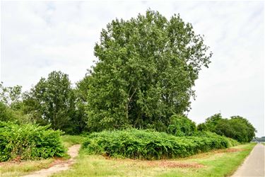 Nog geen vergunning voor zonnepanelenpark - Beringen