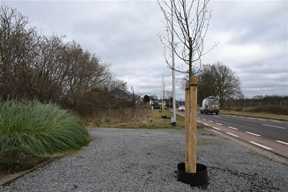 Nog meer klimaatbomen - Beringen