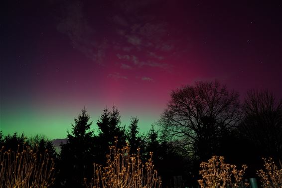 Noorderlicht - Beringen