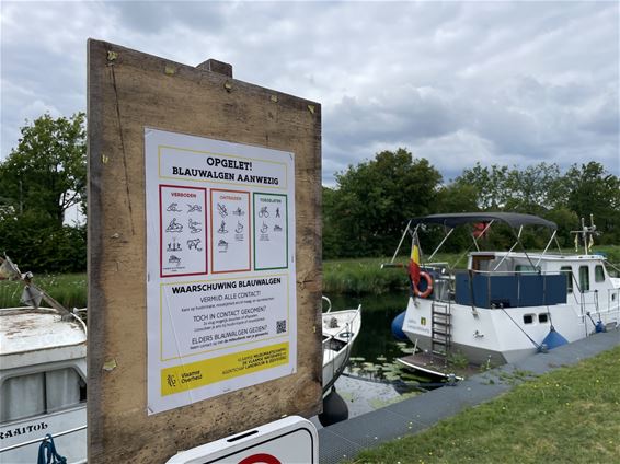 Nu ook blauwalgen op Albertkanaal - Beringen & Leopoldsburg