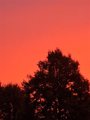 Ochtendrood boven Kattenbos - Lommel