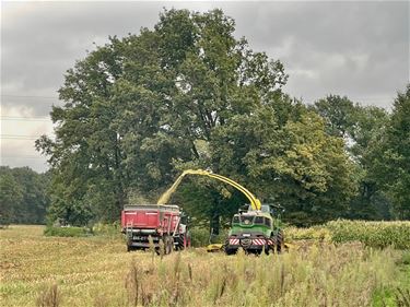 Oktober brengt ons jicht en andere plagen - Beringen