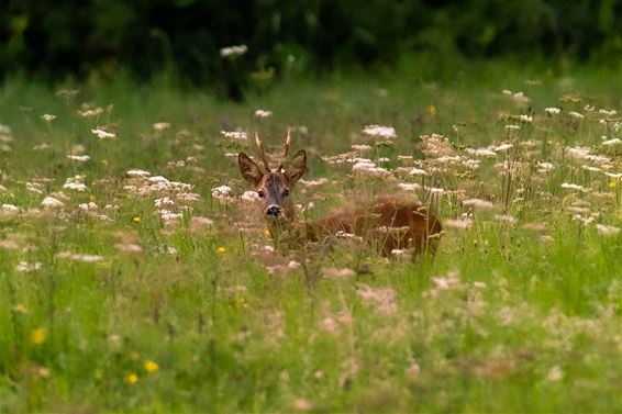 Ondertussen, in het Kolisbos... - Pelt