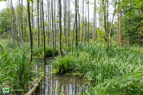 Bree - Ontdek Brees water tijdens Week van het Water