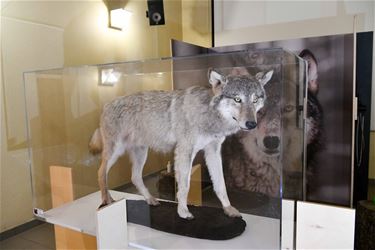 Ontdek het ware verhaal van de wolf - Beringen