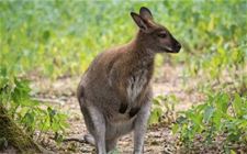 Ontsnapte wallaby gevangen - Pelt