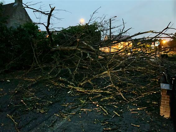 Onweer: boom geveld op De Roosen - Pelt