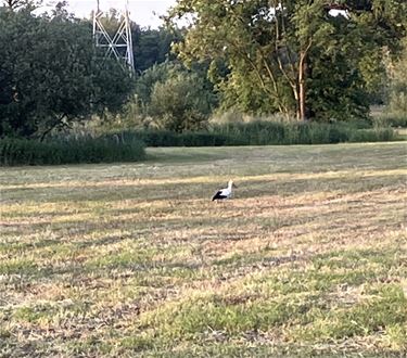 Ooievaar gespot - Beringen