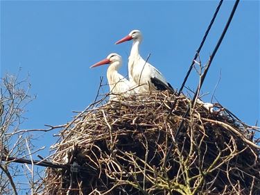 Ooievaars bouwen stevig nest in Lozen - Bocholt