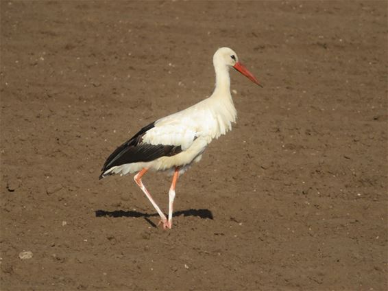 Ooievaars gespot op weide aan de Broeseinderdijk - Pelt