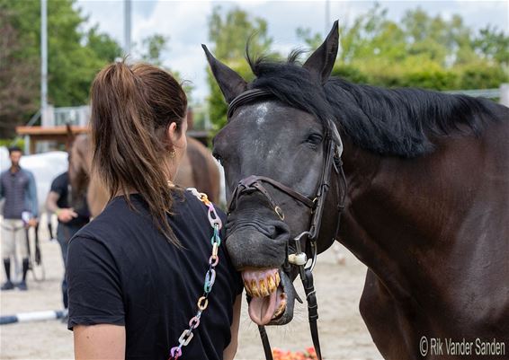 Ooit een paard zien schaterlachen? - Lommel