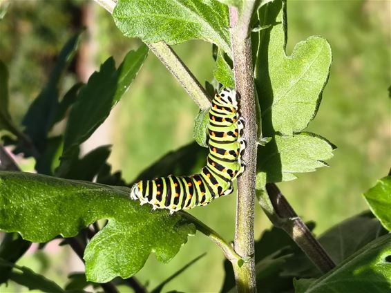 Ooit wordt dit een prachtige vlinder - Hamont-Achel