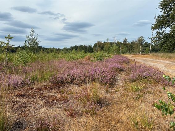 Ook de Groote Heide snakte naar regen - Hamont-Achel