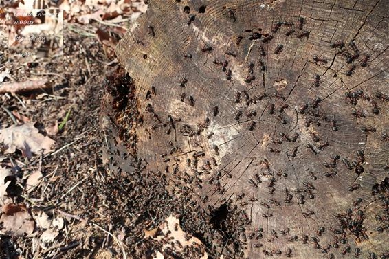 Ook de mieren genieten van de zon - Bocholt