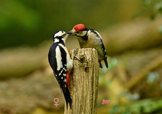 Pelt - Op bezoek bij de familie Grote bonte spechten