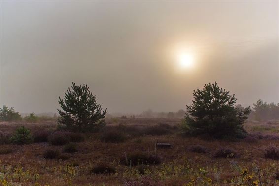 'Op de heide waait de wind... - Lommel