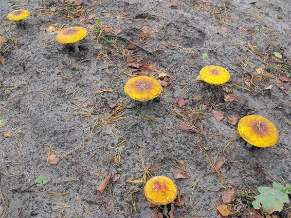 Op een gele paddenstoel, vol met witte stippen... - Hechtel-Eksel