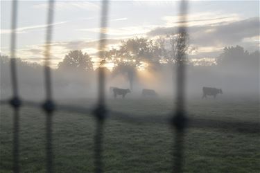 Op een mistige ochtend - Beringen