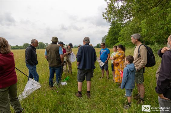 Op hommeltocht in de Vloeiweiden - Lommel