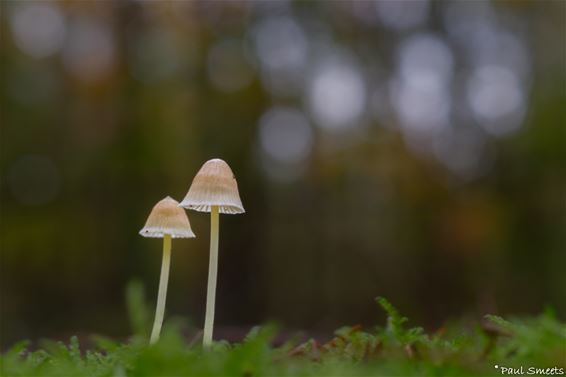 Pelt - Op kousenvoeten het bos in