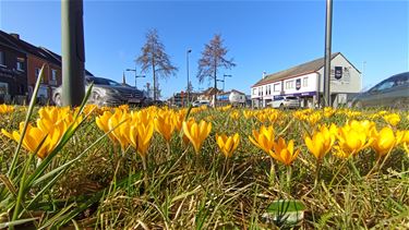 Op naar de lente - Beringen & Leopoldsburg