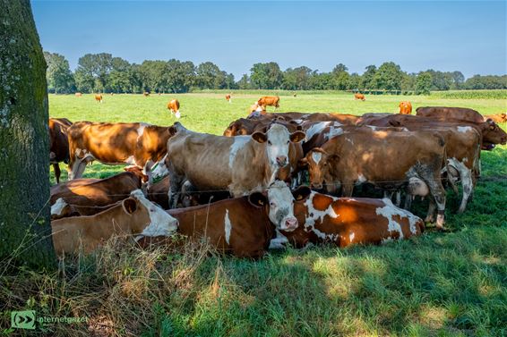 Op zoek naar koelte aan de Winterdijk - Pelt