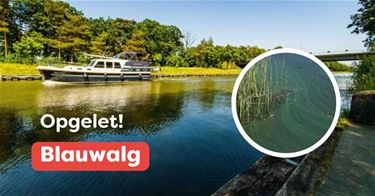 Opgelet: blauwalg in kanaal Bocholt-Herentals - Lommel & Pelt