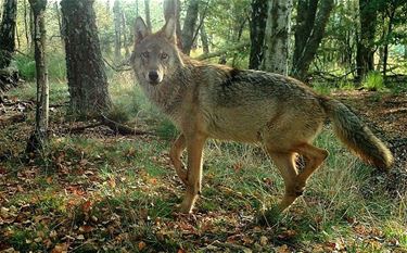 Opgelet: overstekende wolvenwelpen
