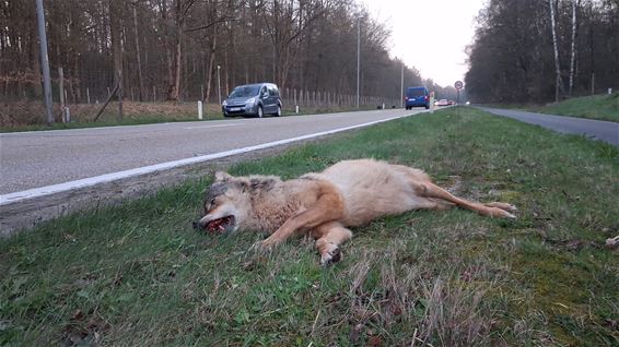 Opnieuw wolf doodgereden op N76 - Oudsbergen