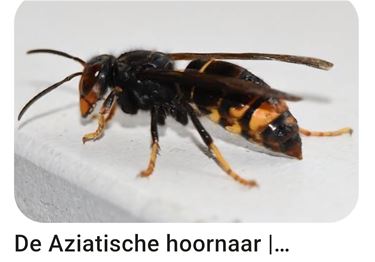 OPROEP: nest Aziatische hoornaars gespot? - Lommel