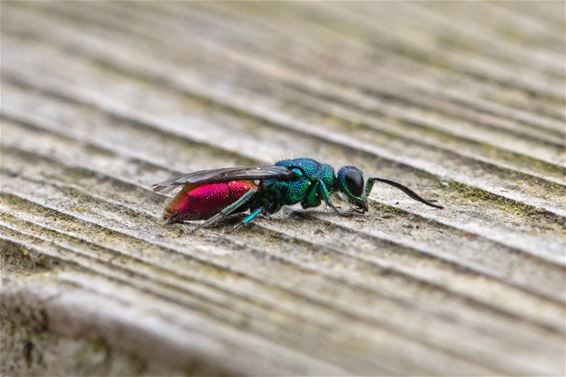 Opvallende bezoeker: goudwesp gespot - Pelt