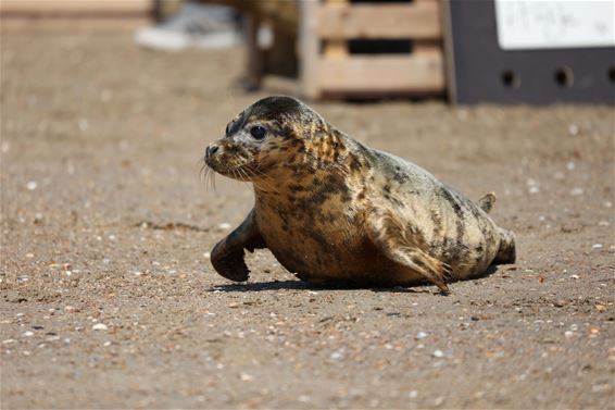 Otto, de geadopteerde zeehond van X plus - Lommel